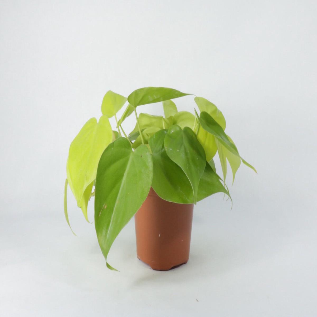 4 Cordatum Lemon-Lime