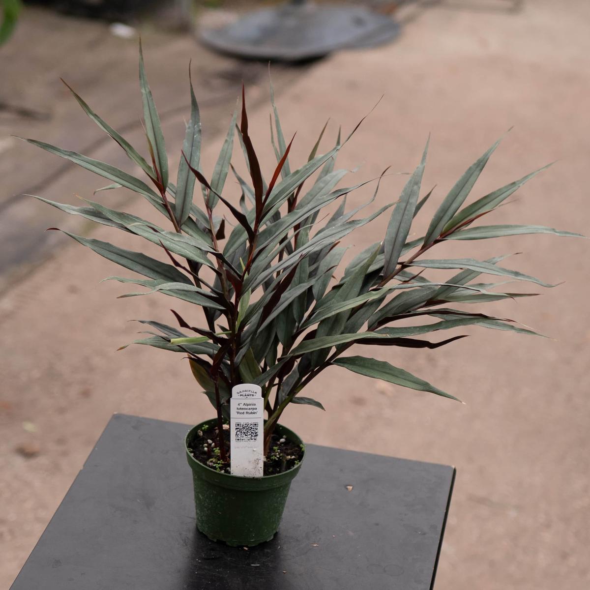 Alpinia luteocarpa 'Red Rubin'