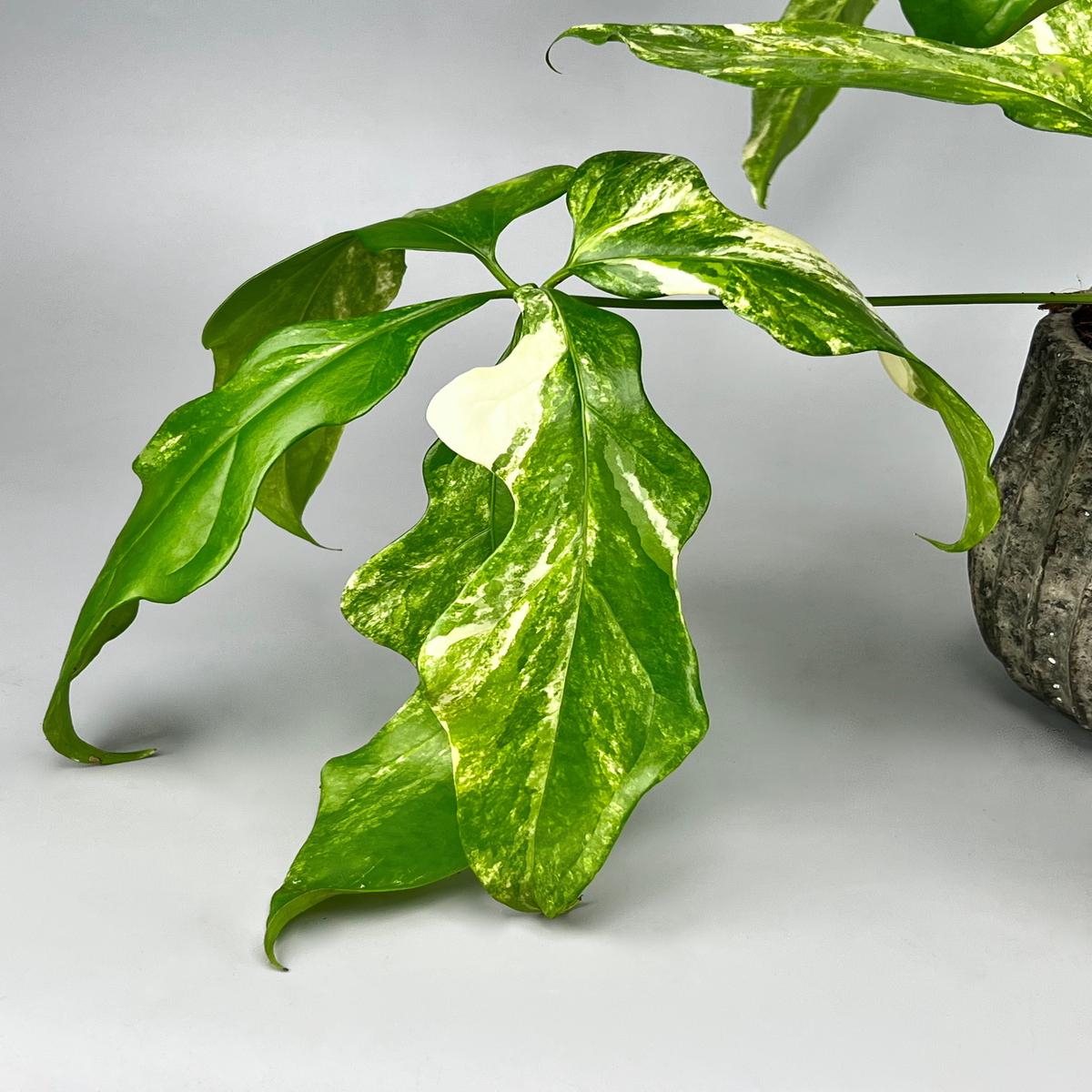 Anthurium pentaphyllum Variegata 'Costa Rica' 1 Leaf (Cutting)