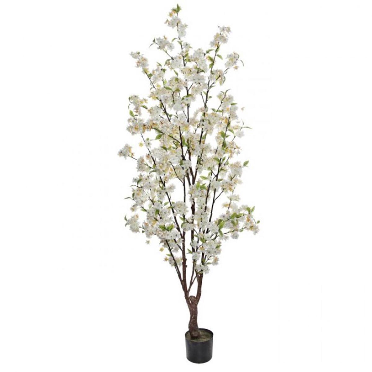Cherry Blossom Tree Pink Everlasting
