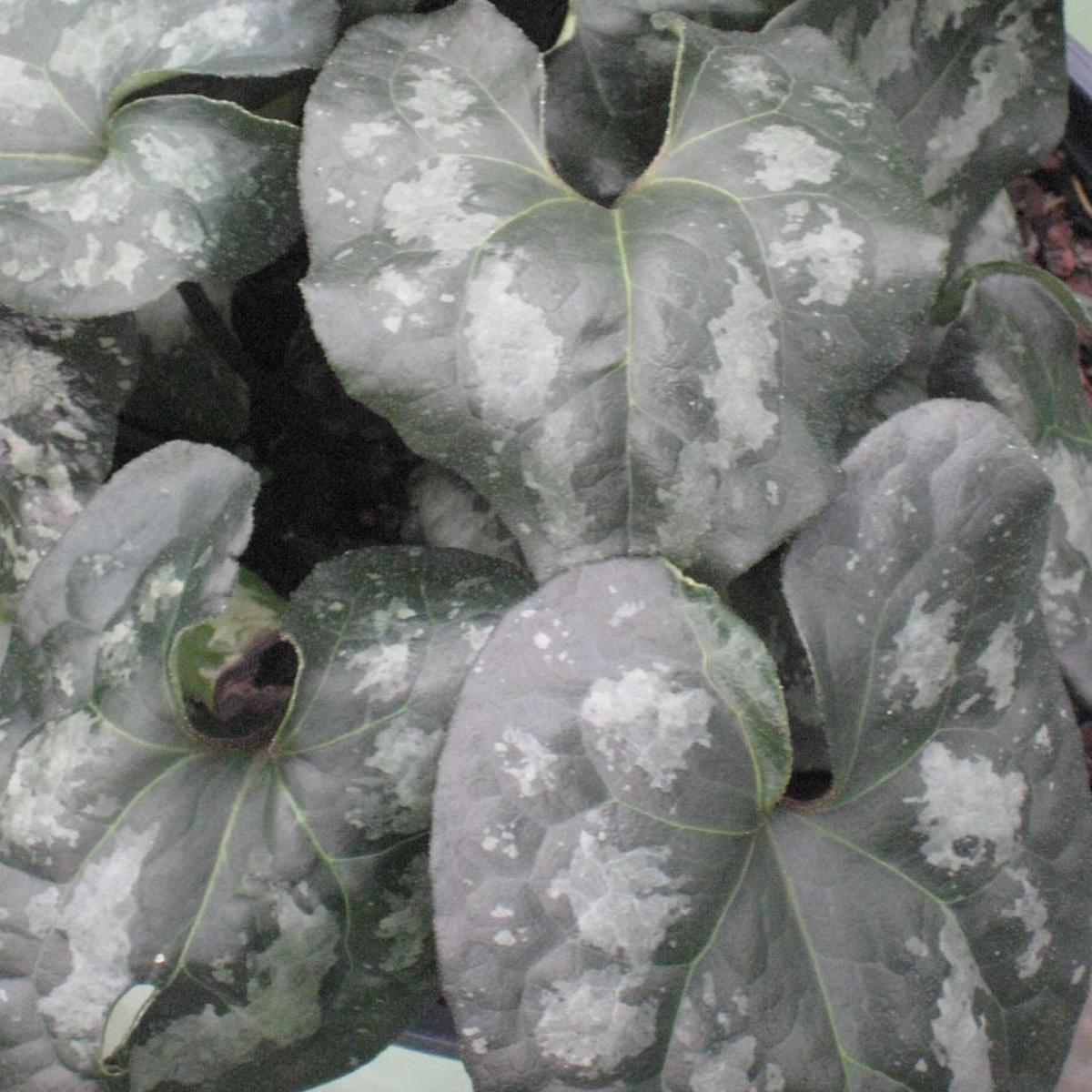 Chinese Wild Ginger (Asarum splendens) - 1 gallon