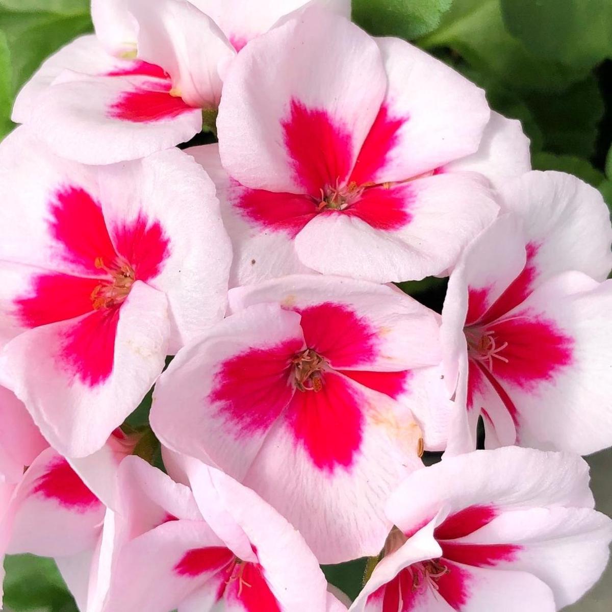 Geranium | Americana White Splash 4"