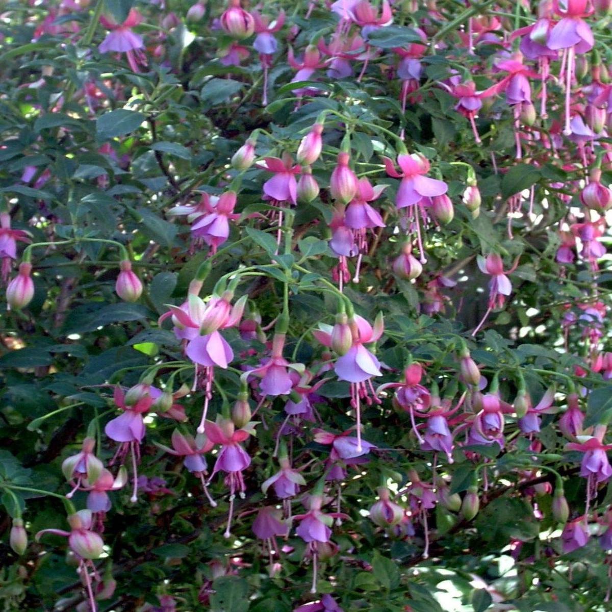 Hardy Fuchsia 'Foxgrove Wood' 1G