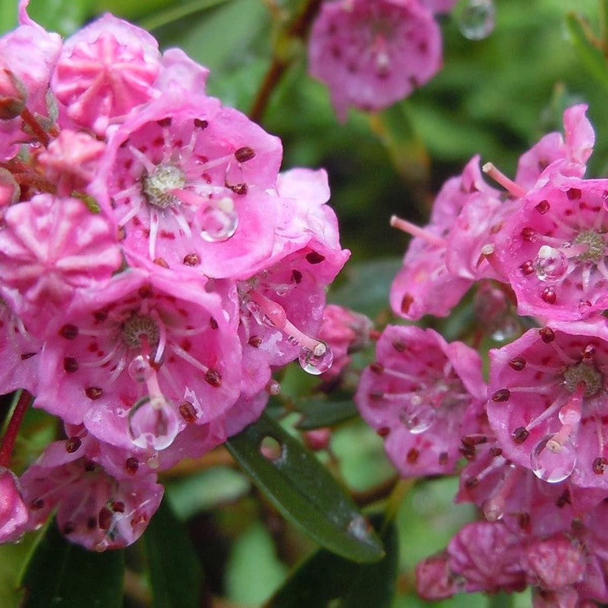 Kalmia angustifolia Nana