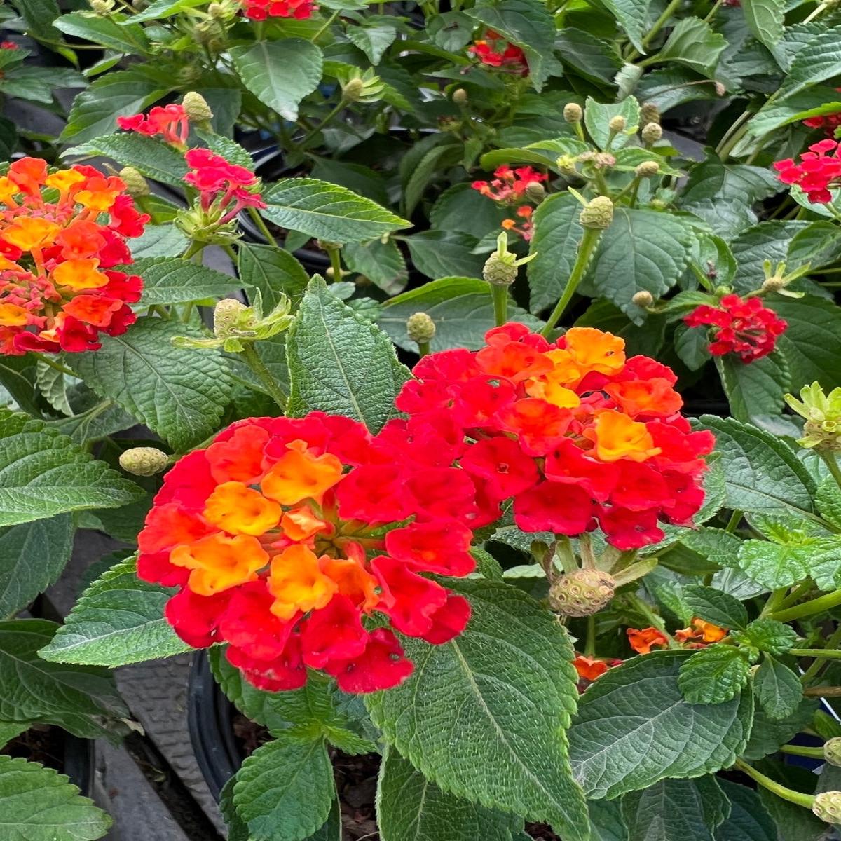 Lantana Hot Blooded 1G