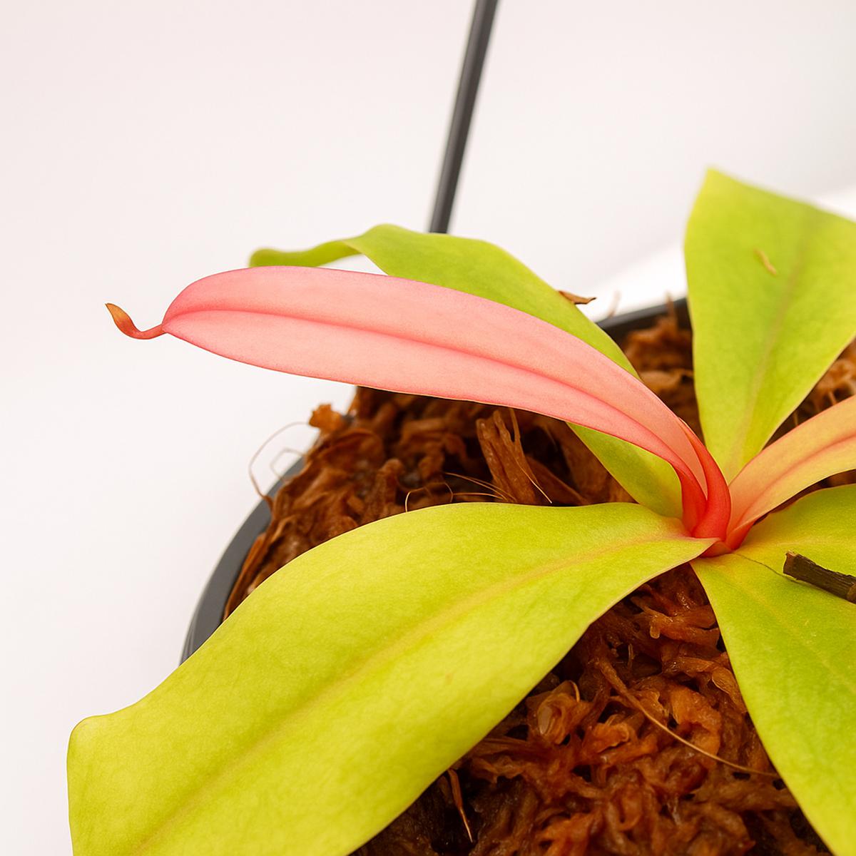 Nepenthes rosea