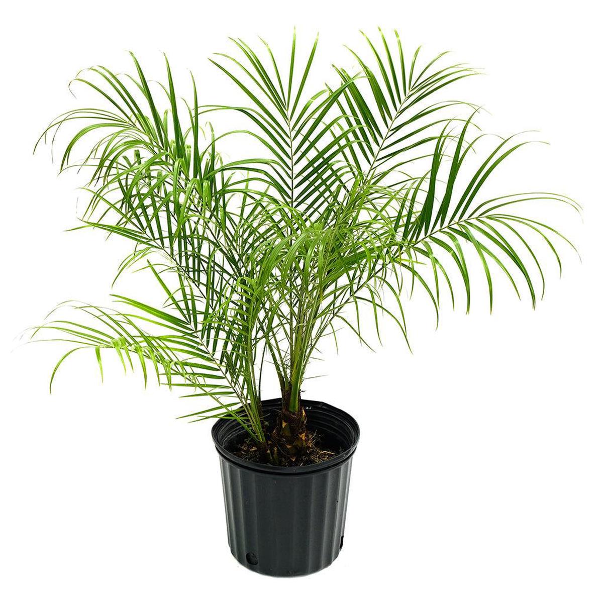 Phoenix/Pygmy Date Palm (Robellinii Palm)