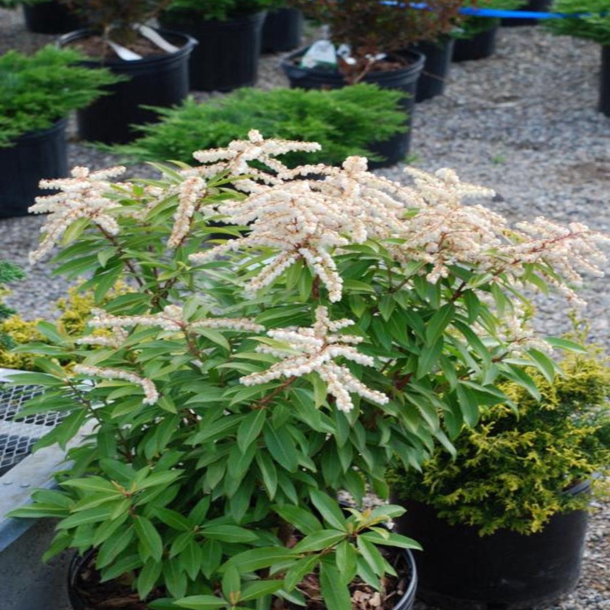 Pieris 'Brouwer's Beauty'