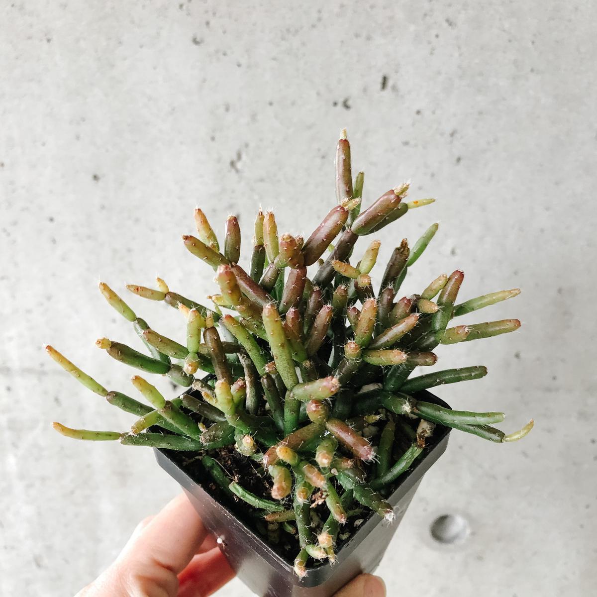 Rhipsalis Burchelli