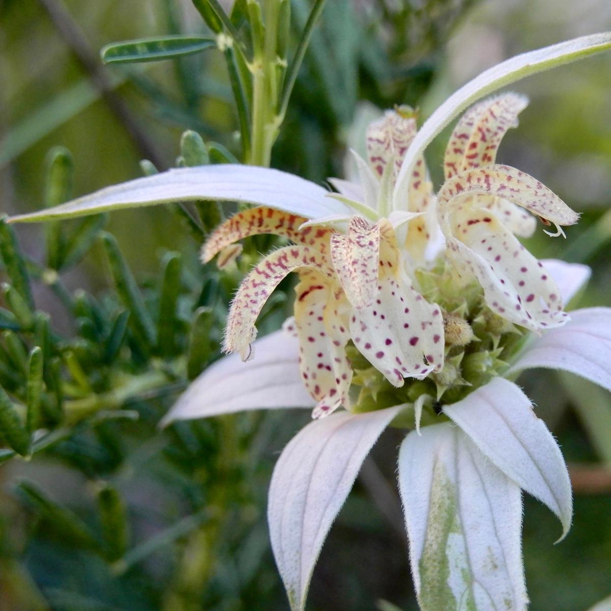 Spotted Bee Balm (Monarda punctata)