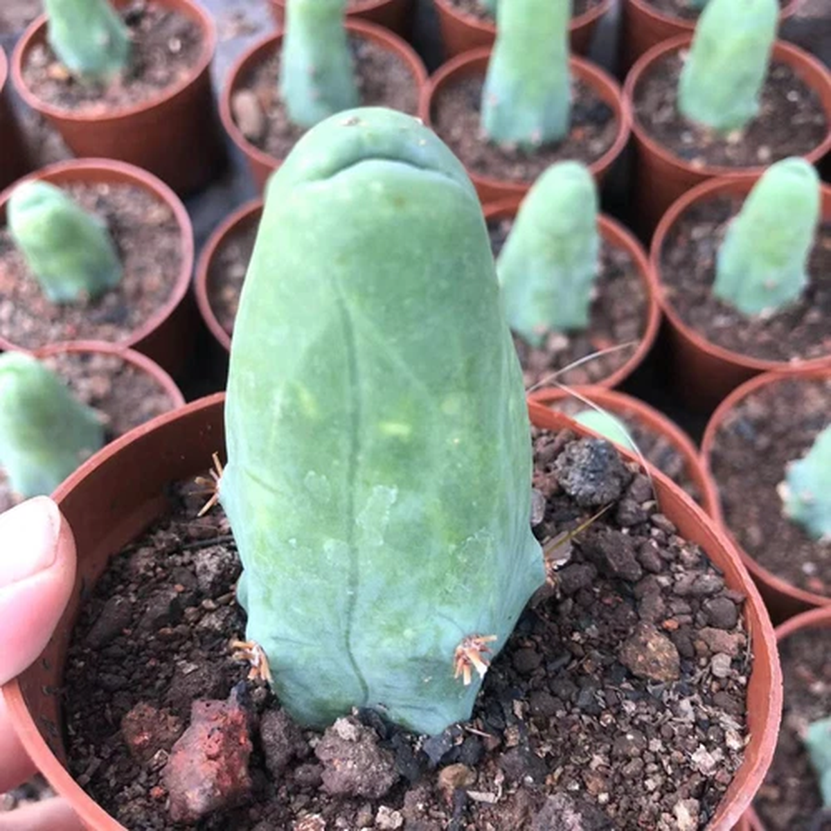 1/3/10pcs Penis cactus WYSIWYG Garden Boutique Sale H8-10cm