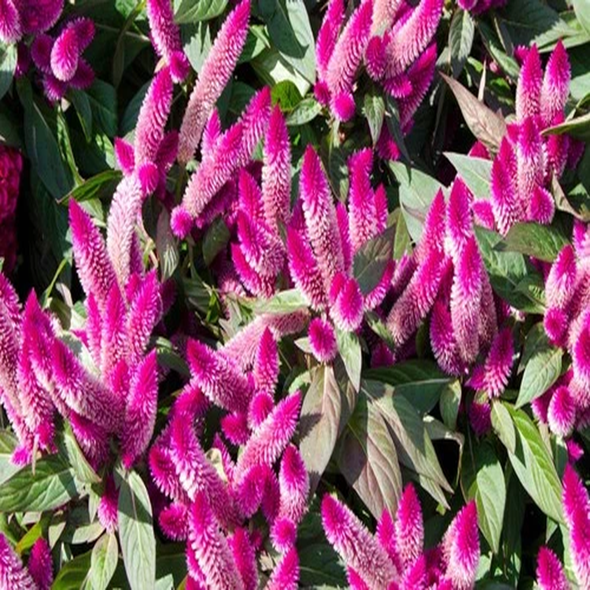 100 FLAMINGO FEATHER Wheat CELOSIA Spicata Pink & White Flower Seeds