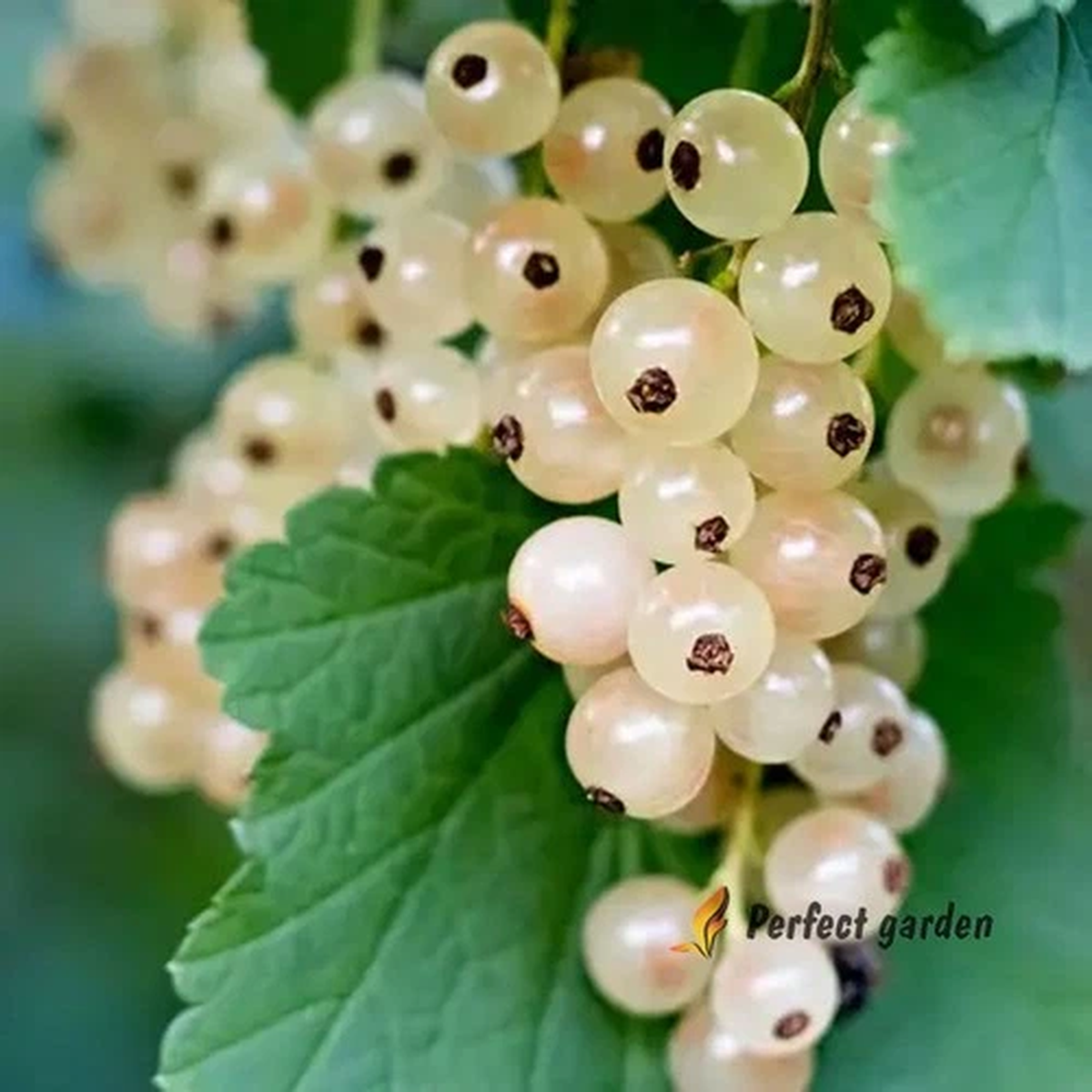 20 Seeds White Currant Deciduous Shrub Healthy Delicious Juicy Sweet Berries