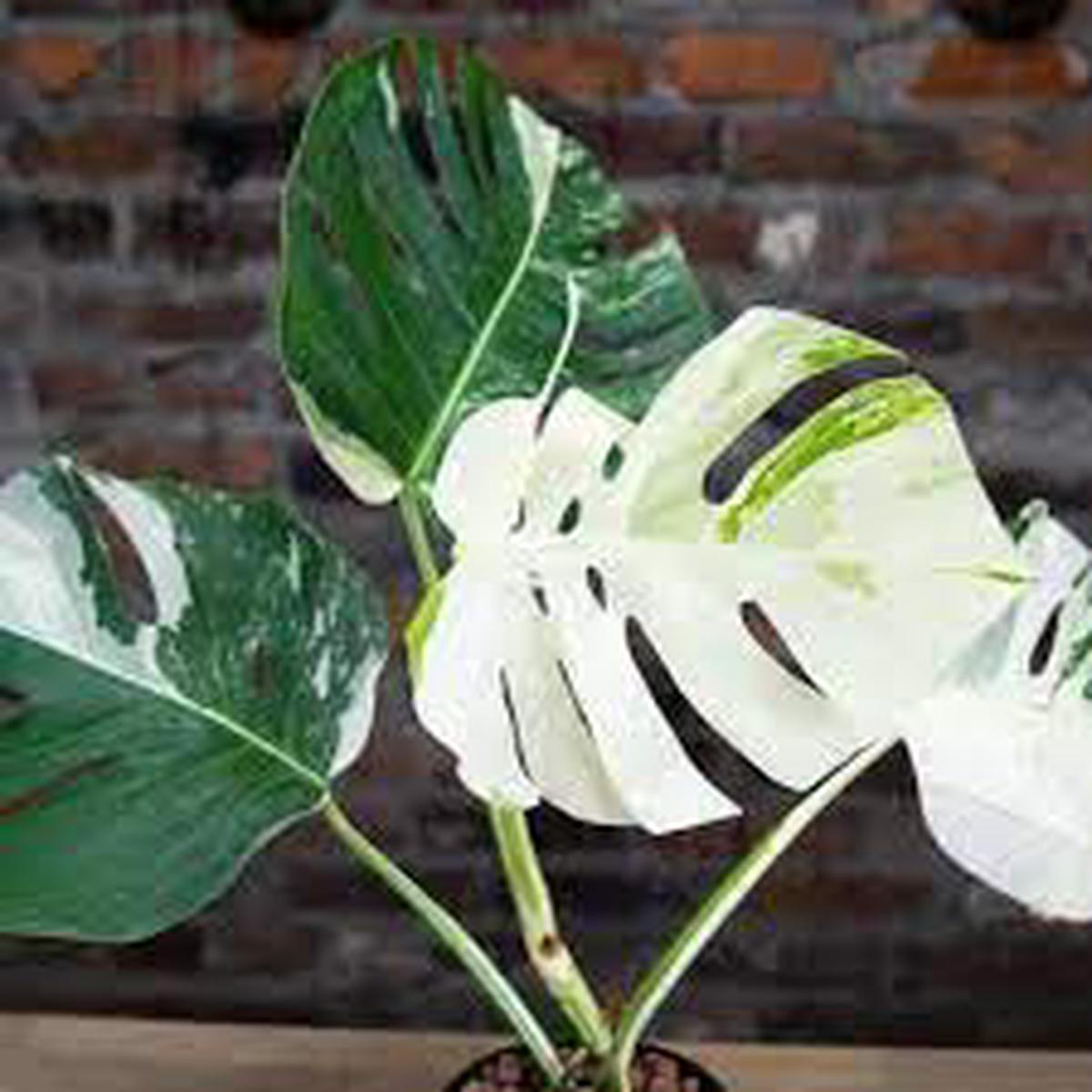 6" Monstera Deliciosa Variegated
