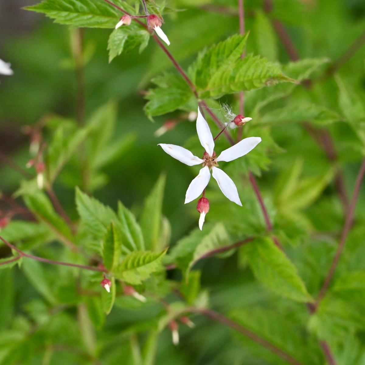 American Ipecac (Porteranthus stipulatus)