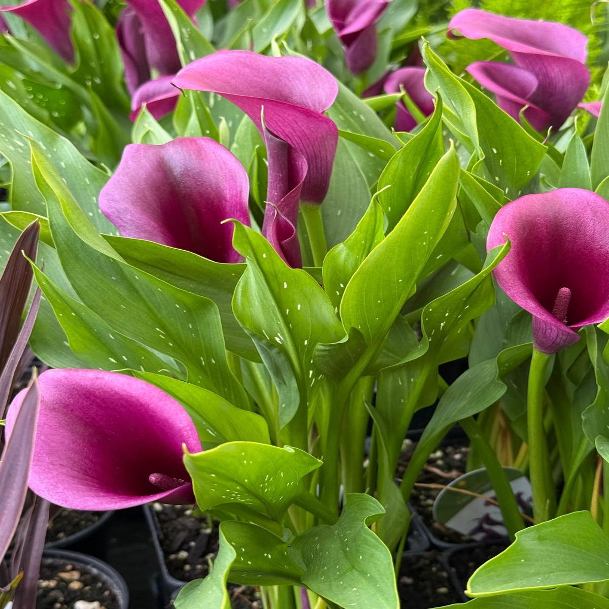 Calla Lily 'Durban' 1G