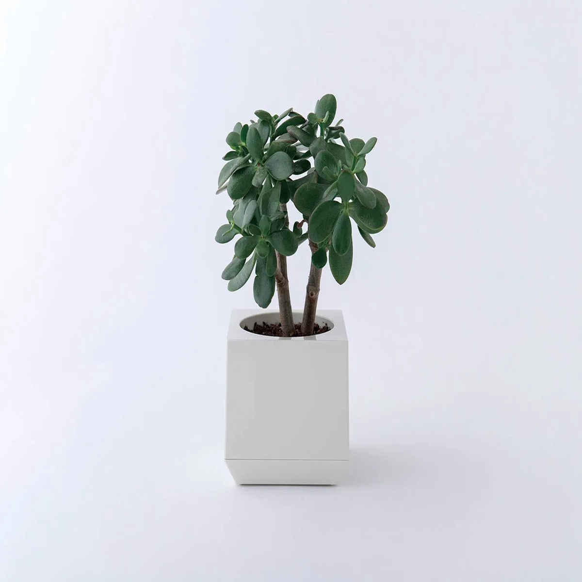 CUBIC Planter