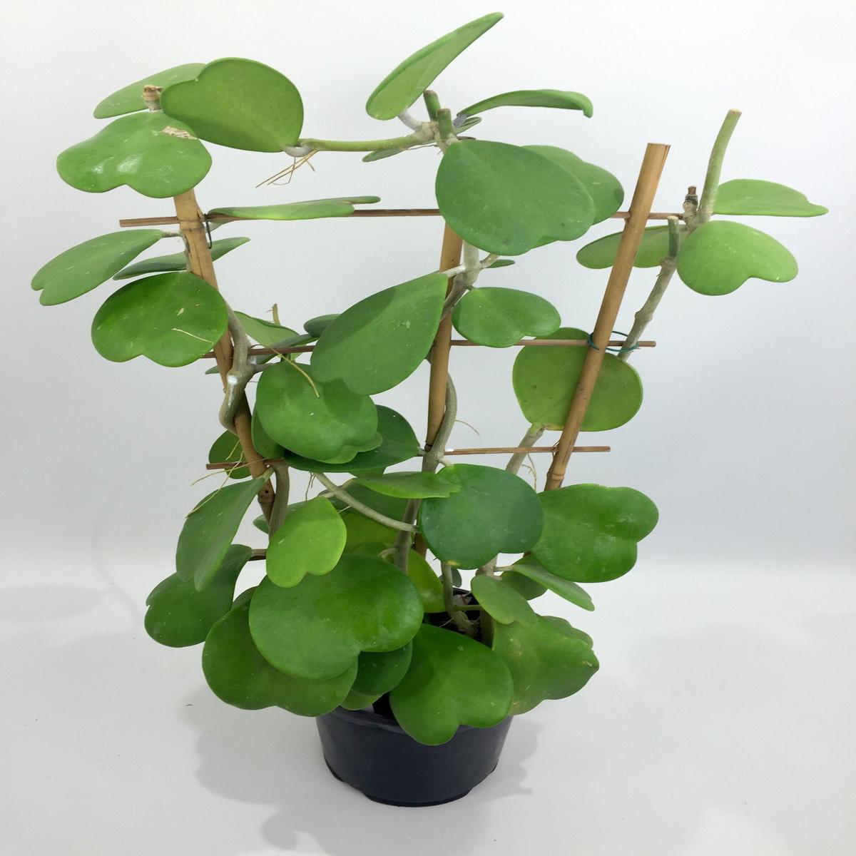 Hoya kerrii "Big"