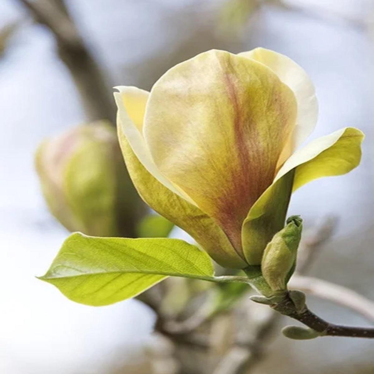 Magnolia 'Sunsation' 10G