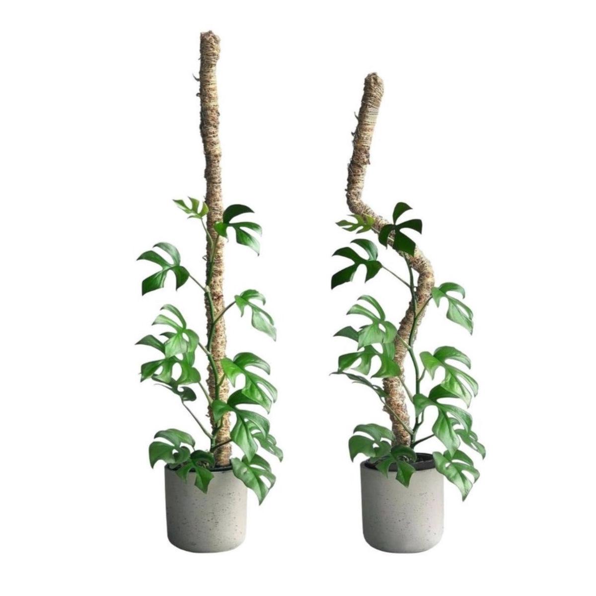 Mossify Bendable Moss Pole (Original)