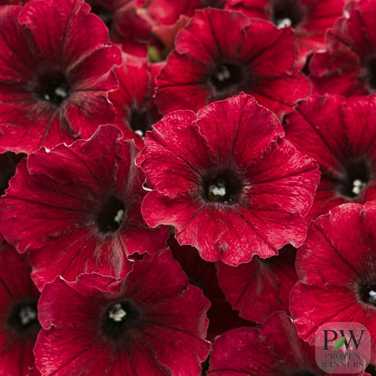 Petunia Supertunia Black Cherry 4.5"