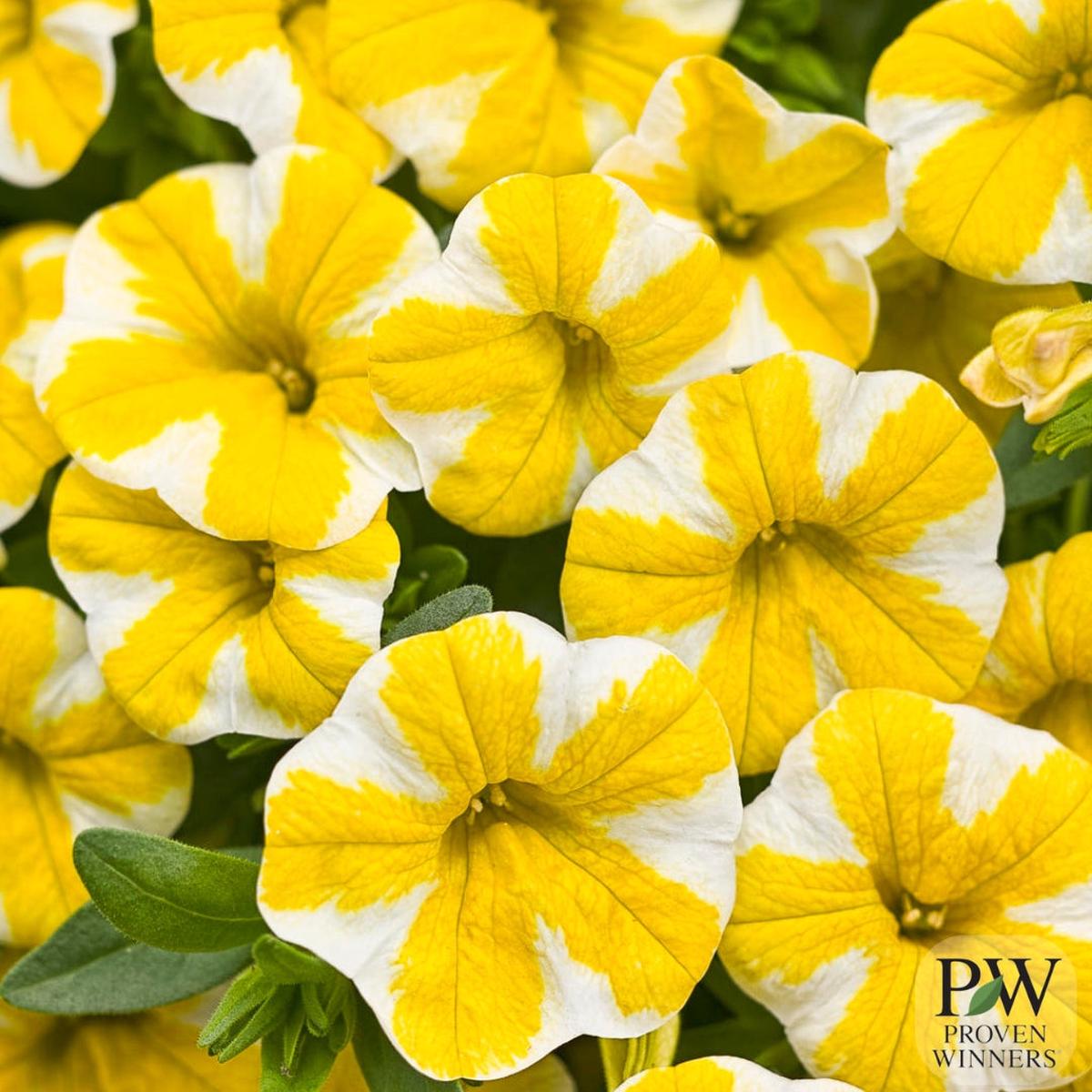 Proven Winners Calibrachoa Superbells Lemon Slice 4.5"