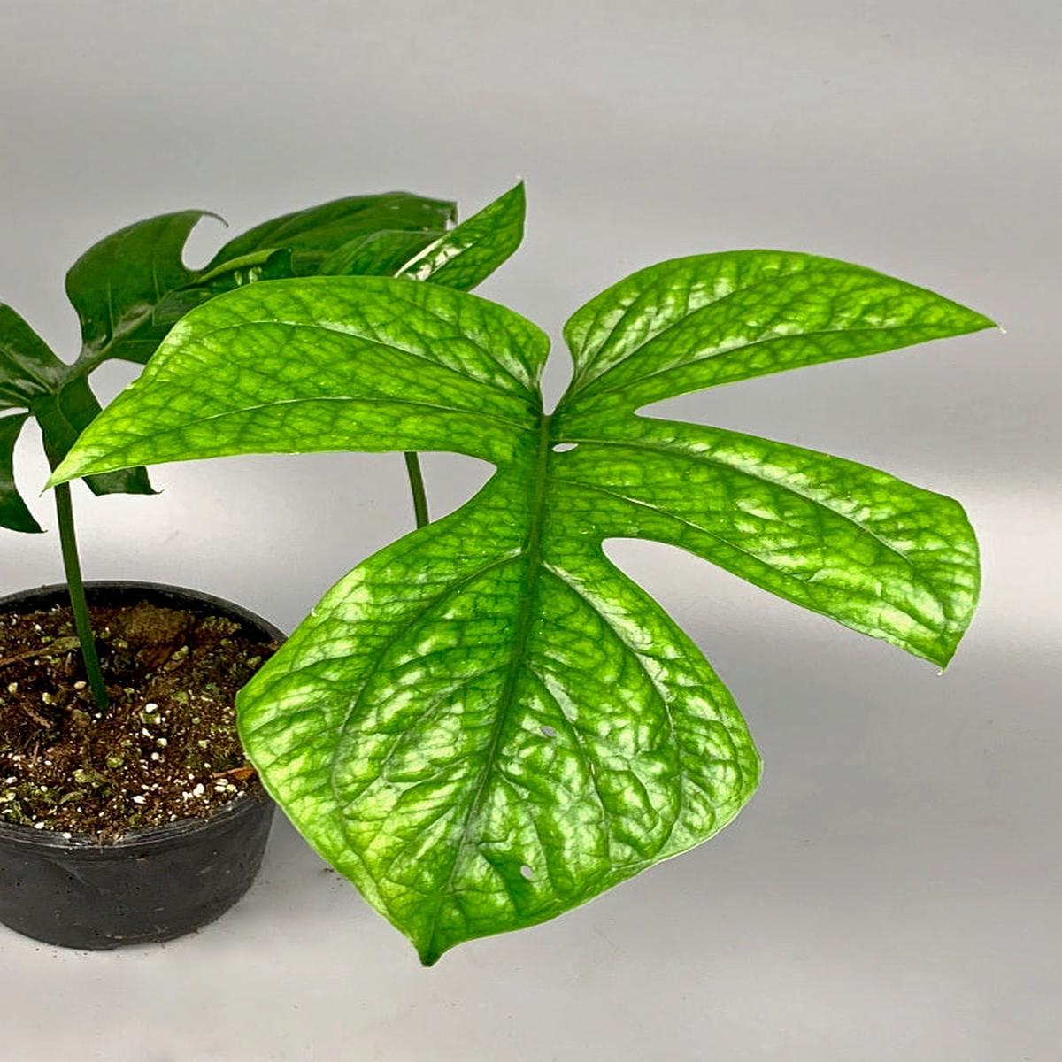 Rhaphidophora sp. "Spider" (Fresh Stem Cutting. One leaf on the stem)
