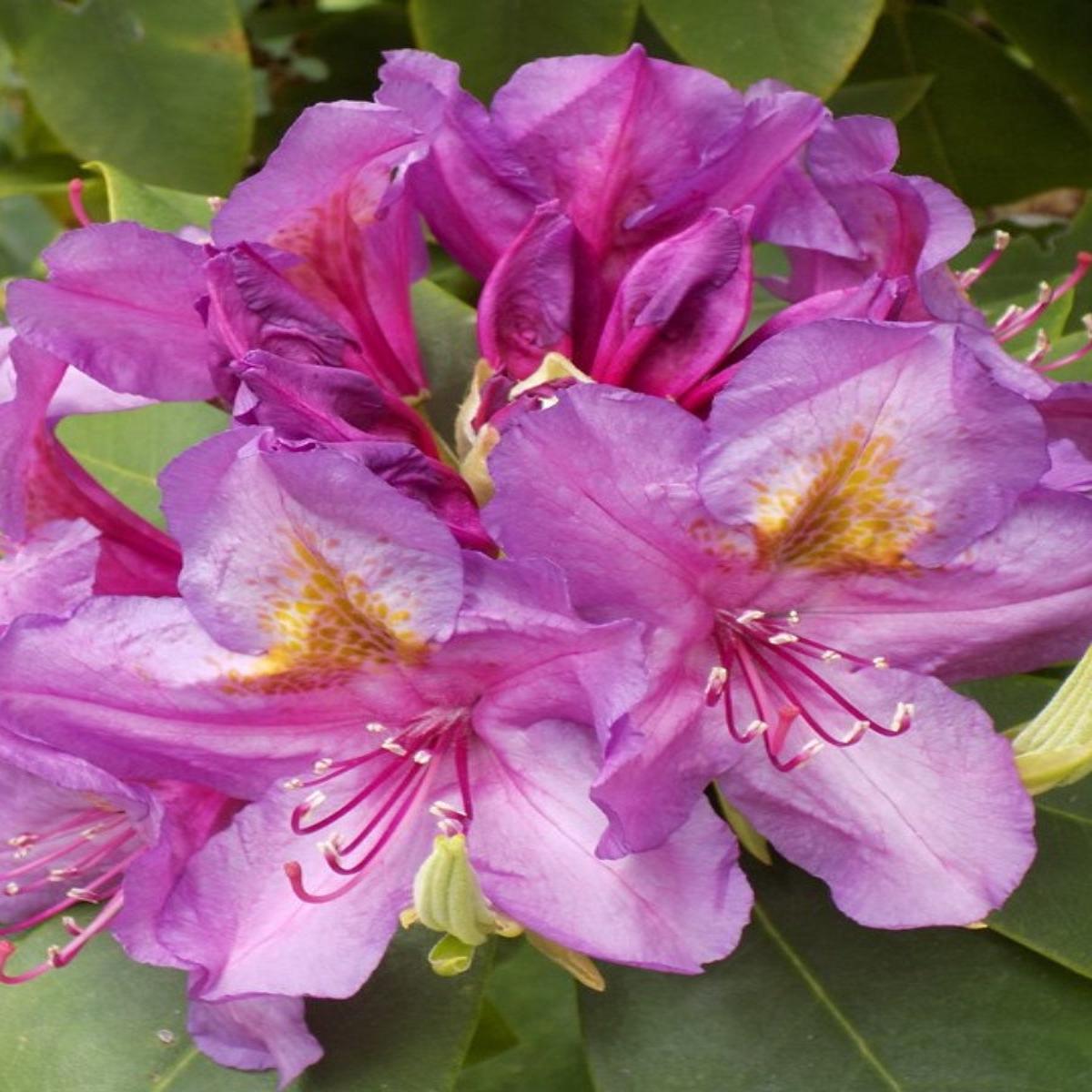 Rhododendron 'Lees Dark Purple' 15-18''