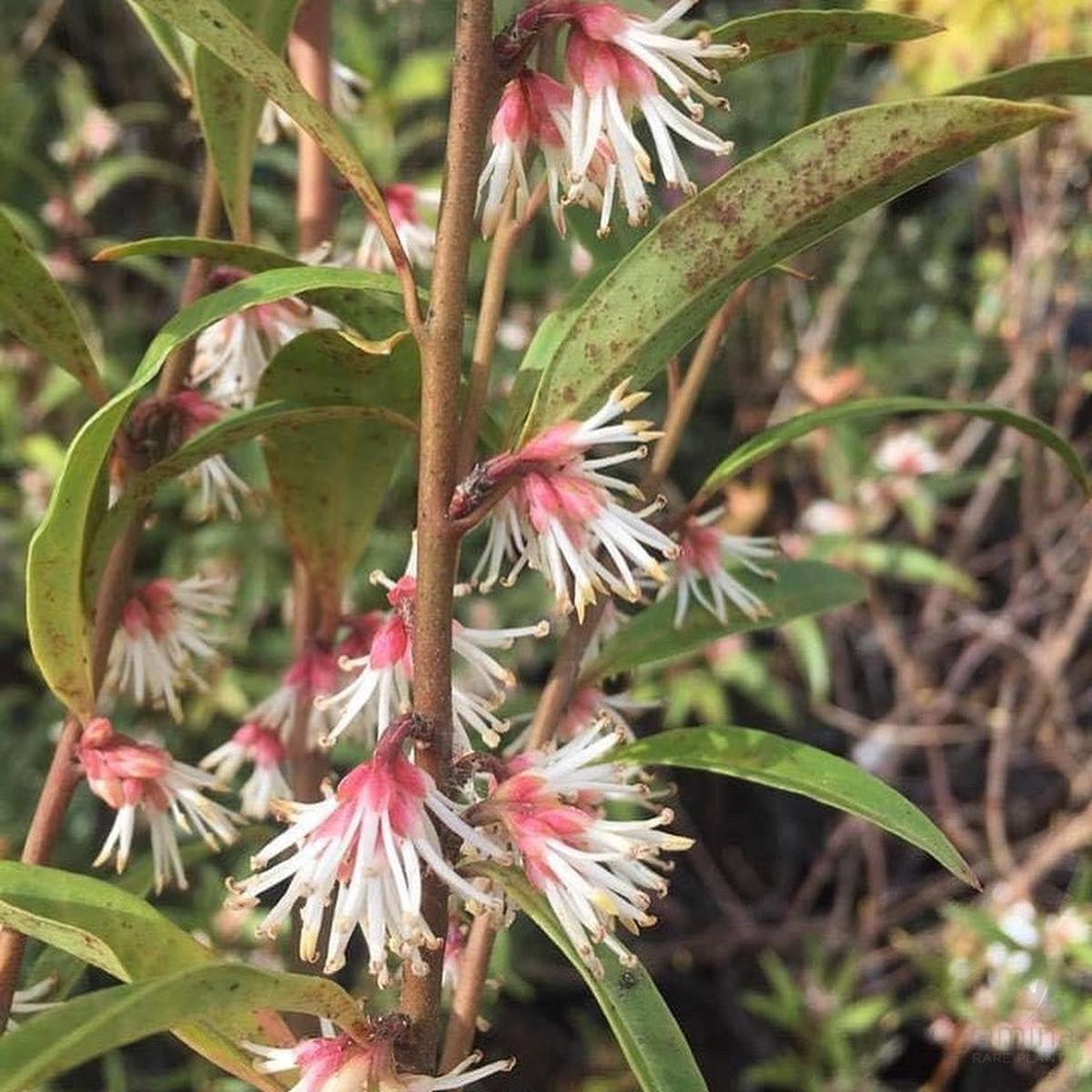 Sarcococca hookeriana Purple Stem