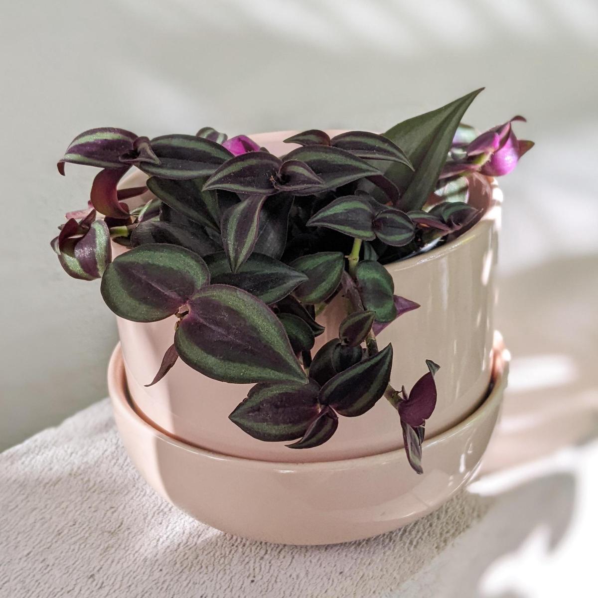 Spiderwort (Tradescantia zebrina)