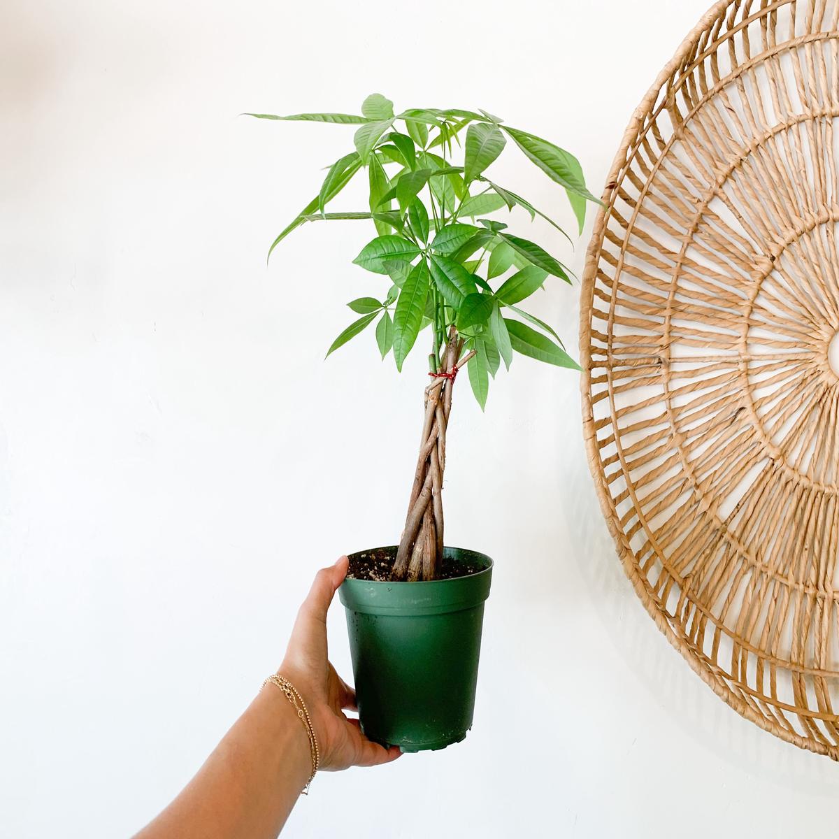 6 Money Tree