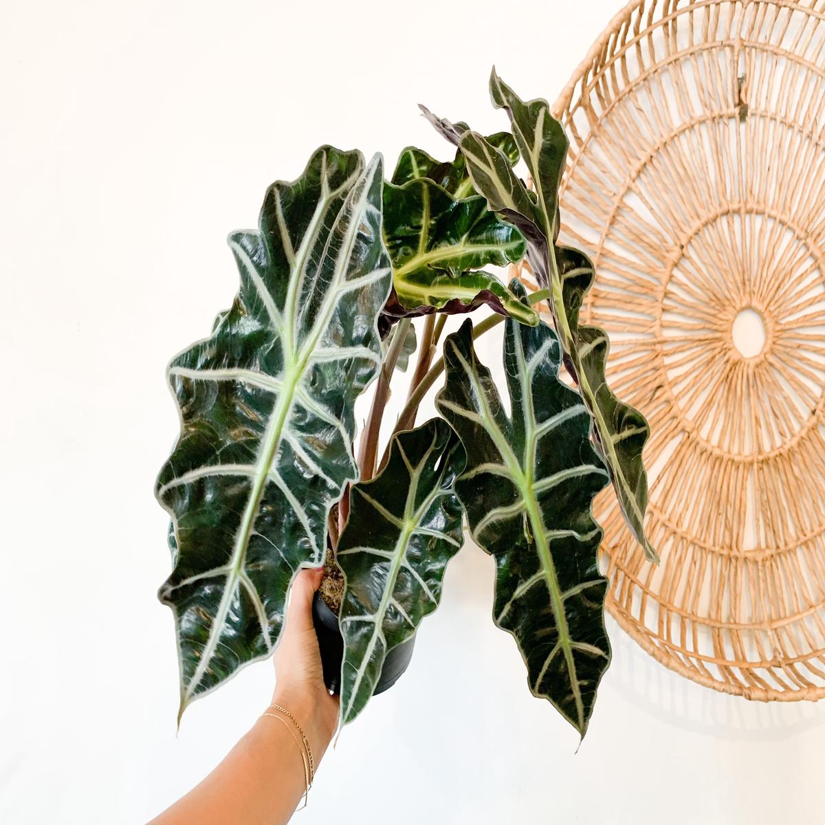Alocasia 'Polly'