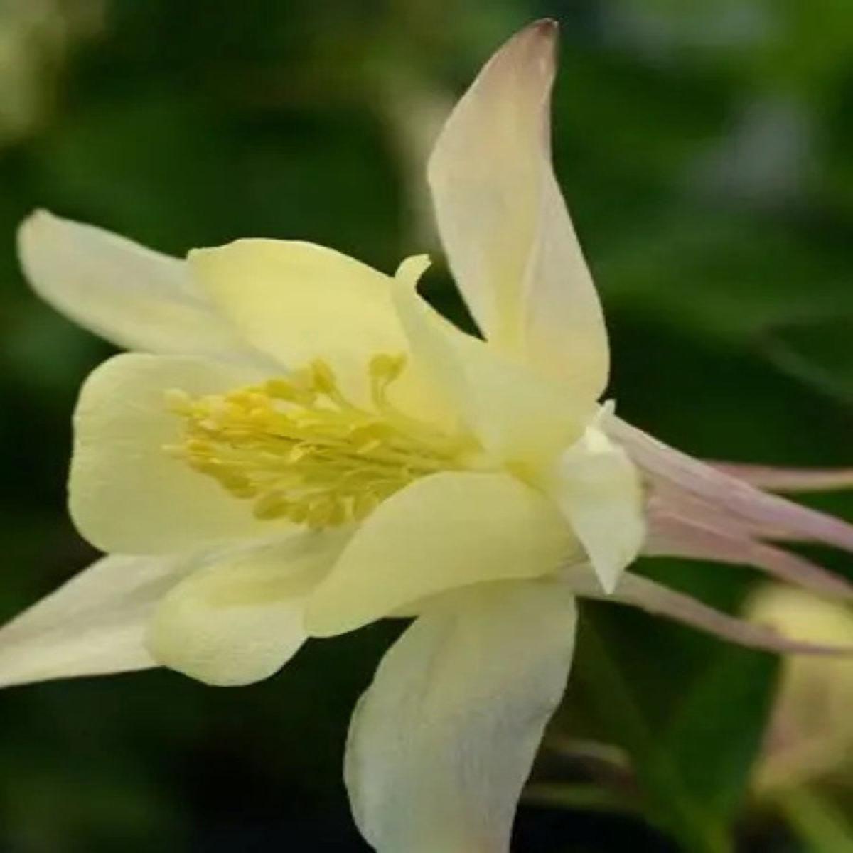 Aquilegia 'Early Bird Yellow' Qt.