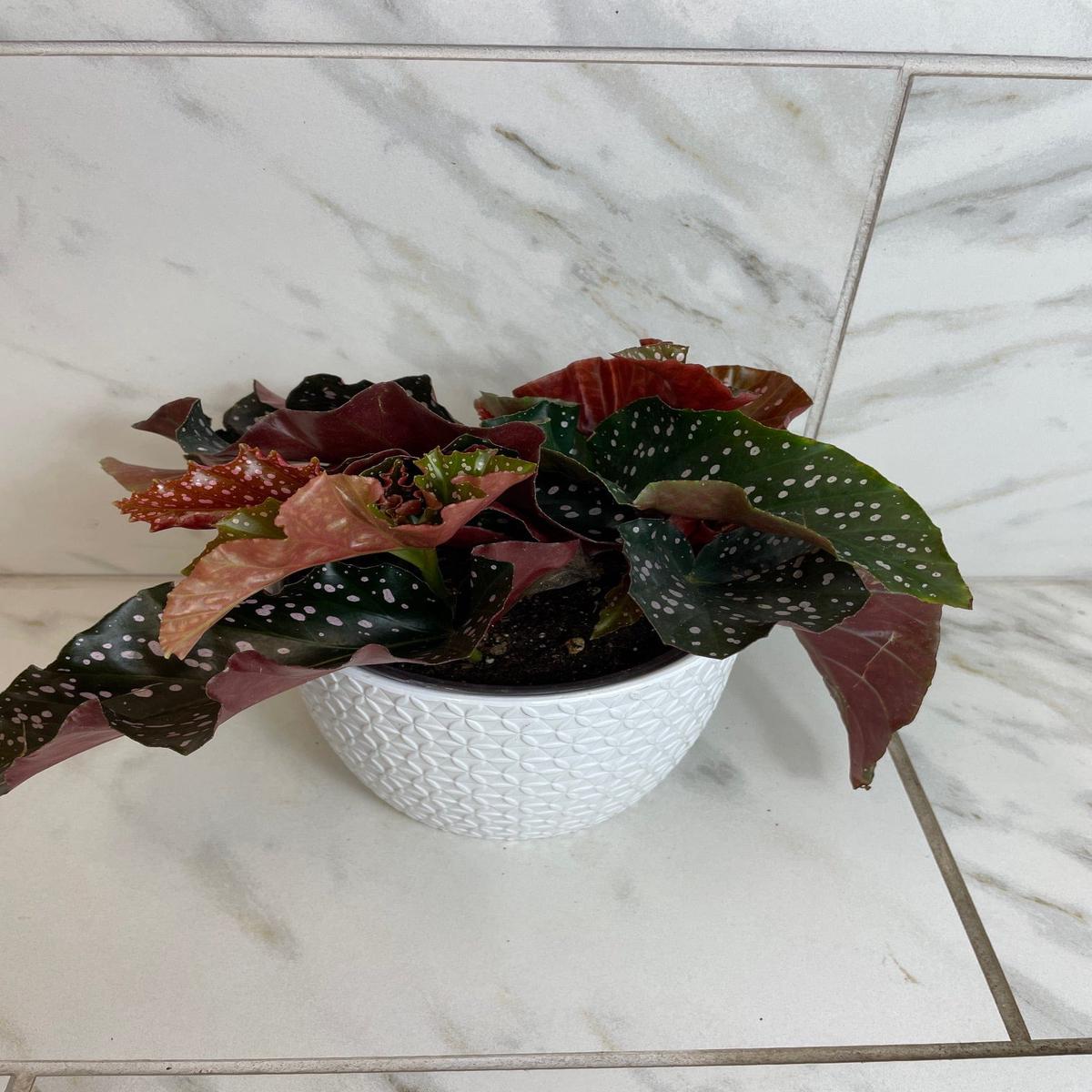 Begonia Cracklin Rose, 6 Plant