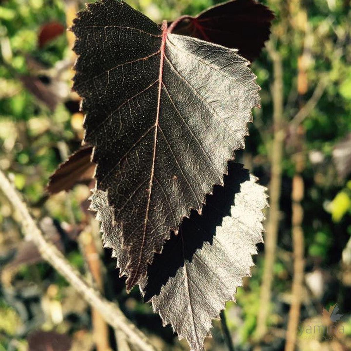 Betula alba Black Magic