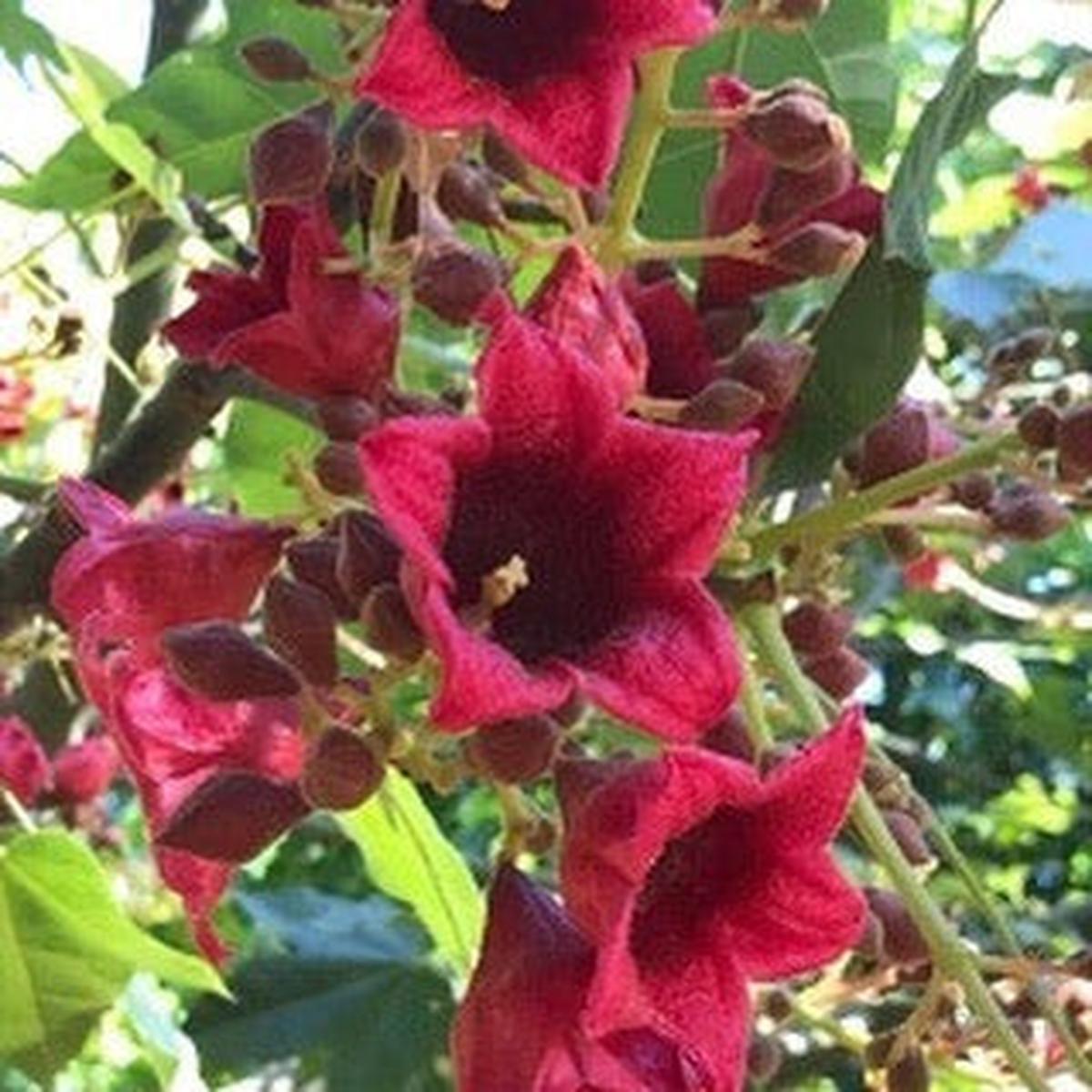 Brachychiton x Clara Belle (graft)