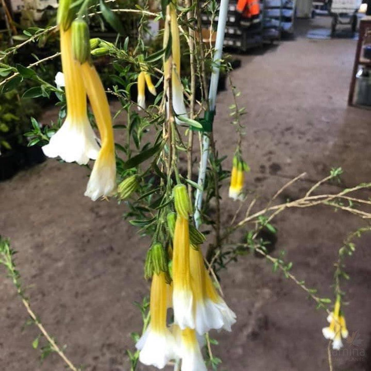 Cantua buxifolia Pyrifolia