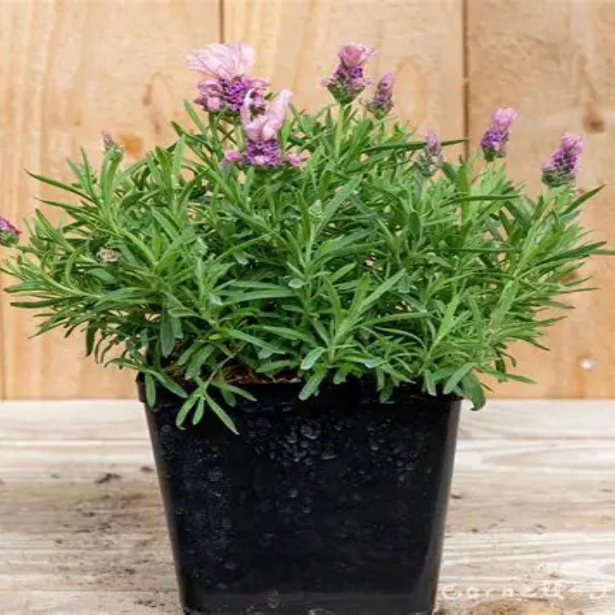 Lavandula stoechas 'Madrid Purple' 1G