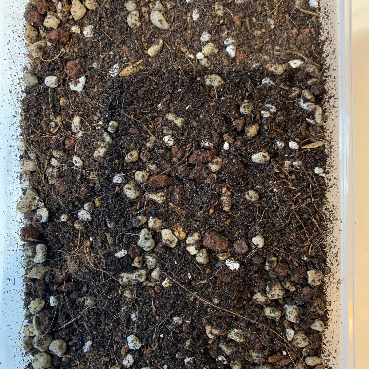 Pulpy Garden Special Succulent Soil with Shamrock Fertilizer