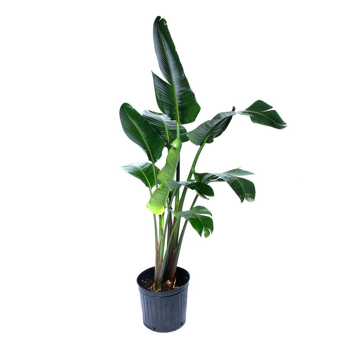 Strelitzia/Bird-Of-Paradise White