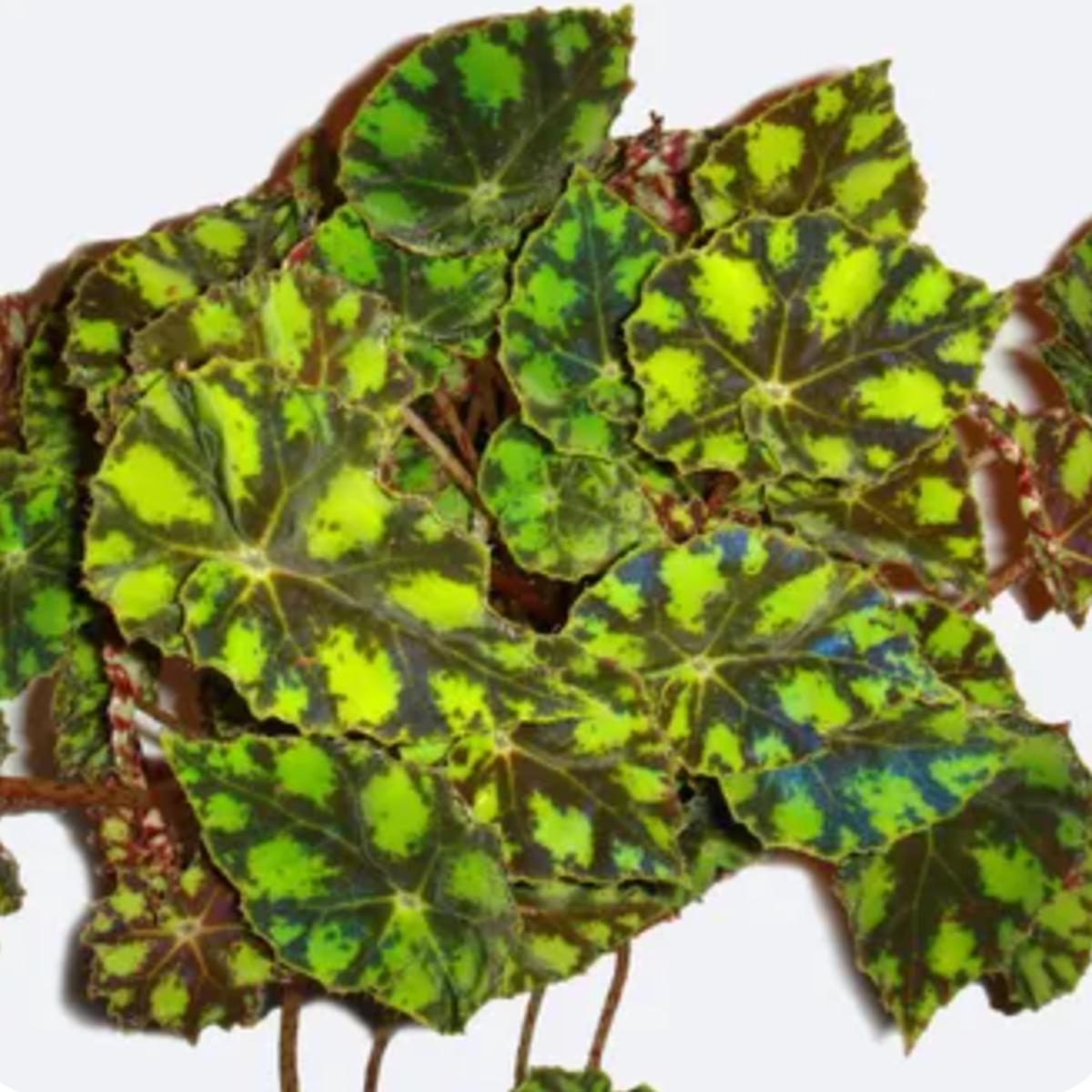 Tiger Paw Begonia