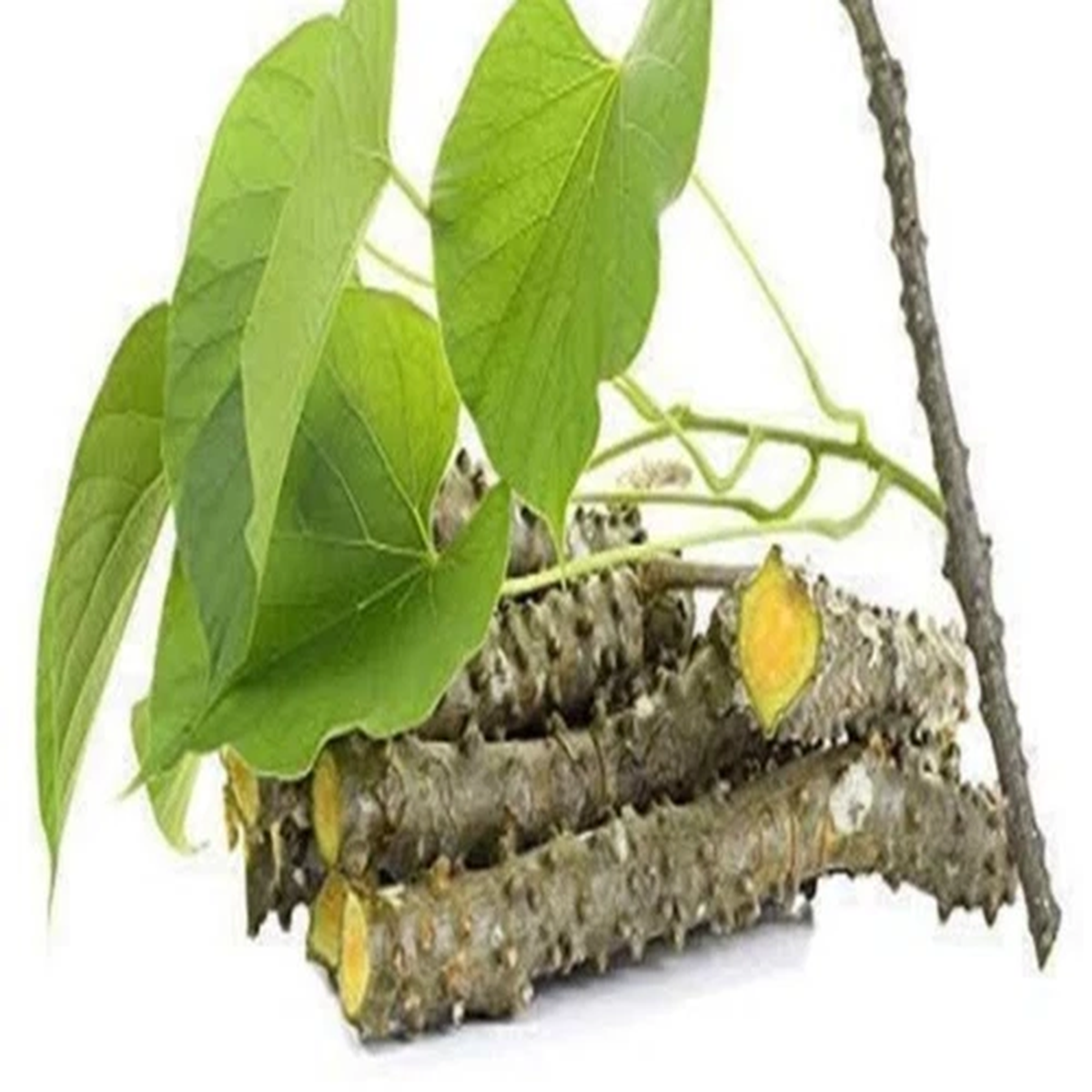 Tinospora Cordifolia Giloy Plant Fresh Stems Guduchi Giloysticks 50g Immunity