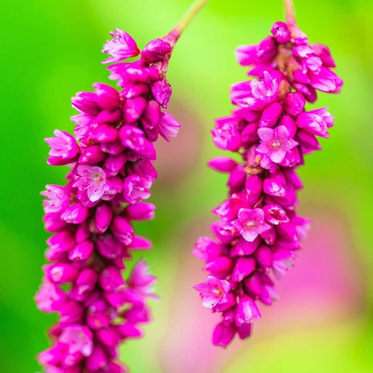 10 KISS ME OVER THE GARDEN GATE Polygonum Orientale Persicaria Pink Flower Seeds
