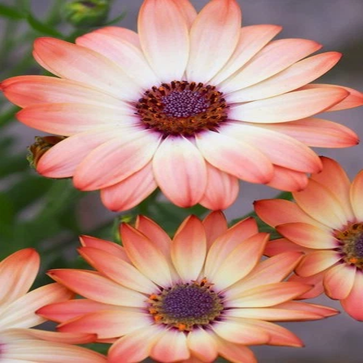 25 SALMON AFRICAN DAISY Dimorphotheca Sinuata Apricot Flower Seeds *Comb S/H