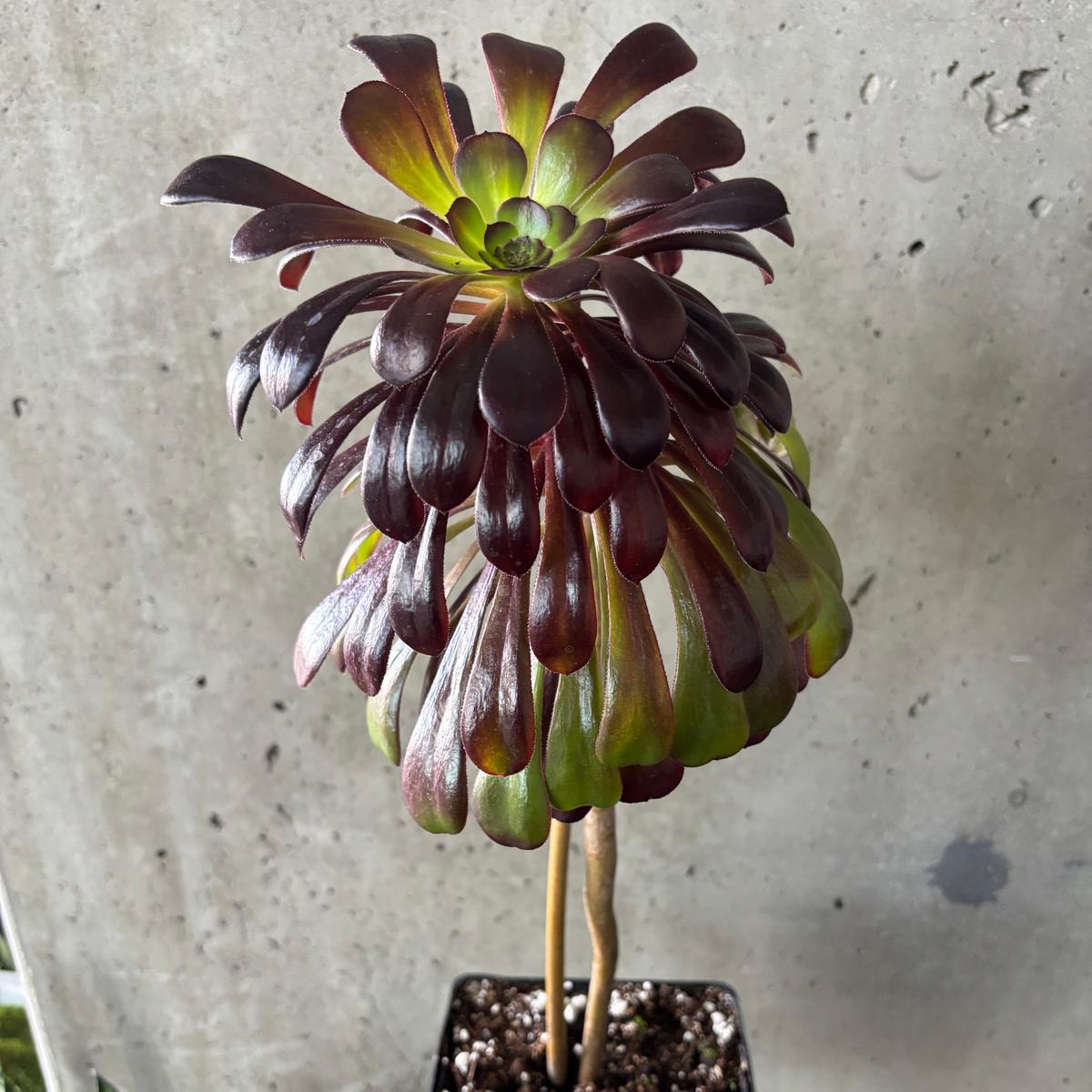 Aeonium 'Zwartkop'