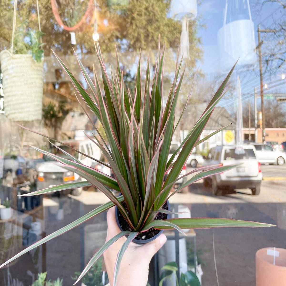Bicolor Marginata Tips
