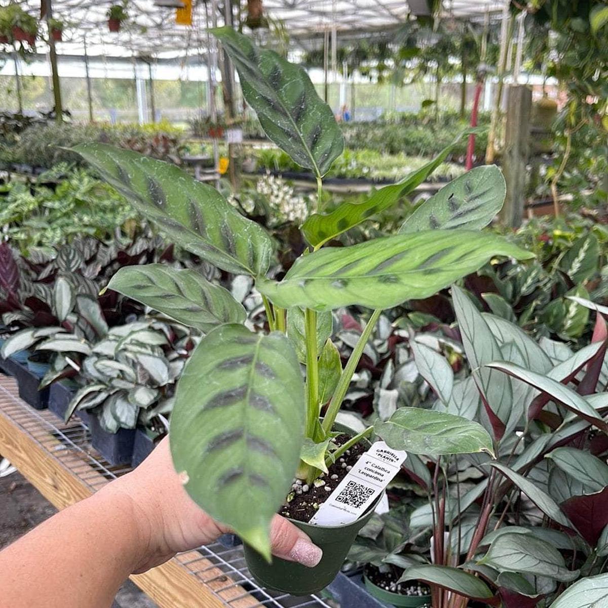 Calathea concinna 'Leopardina'