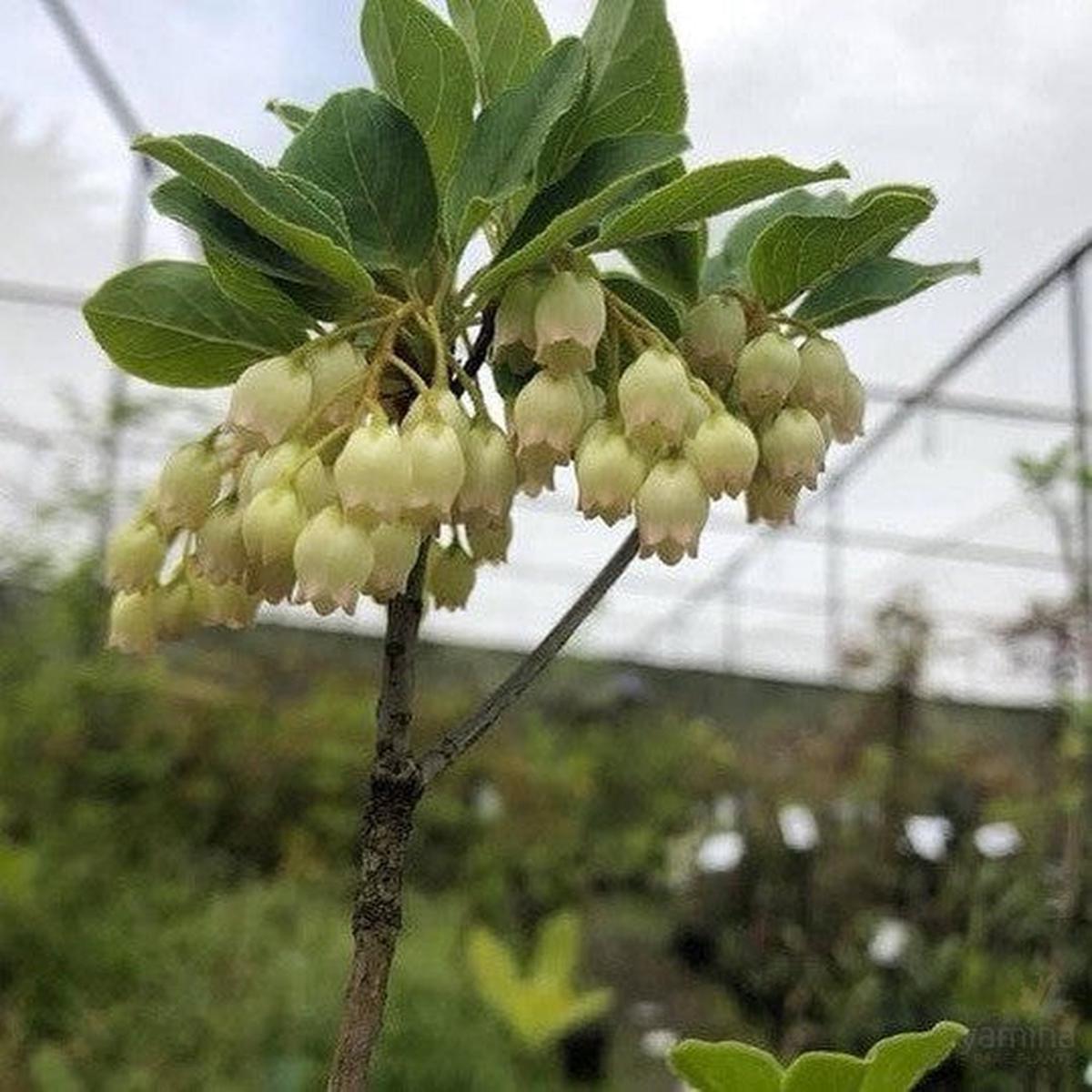 Enkianthus campanulatus Alba