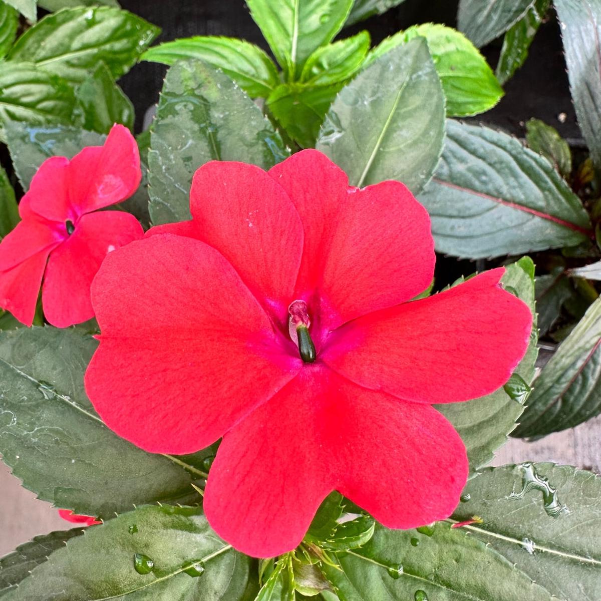 Impatien Bounce Bright Coral 4"