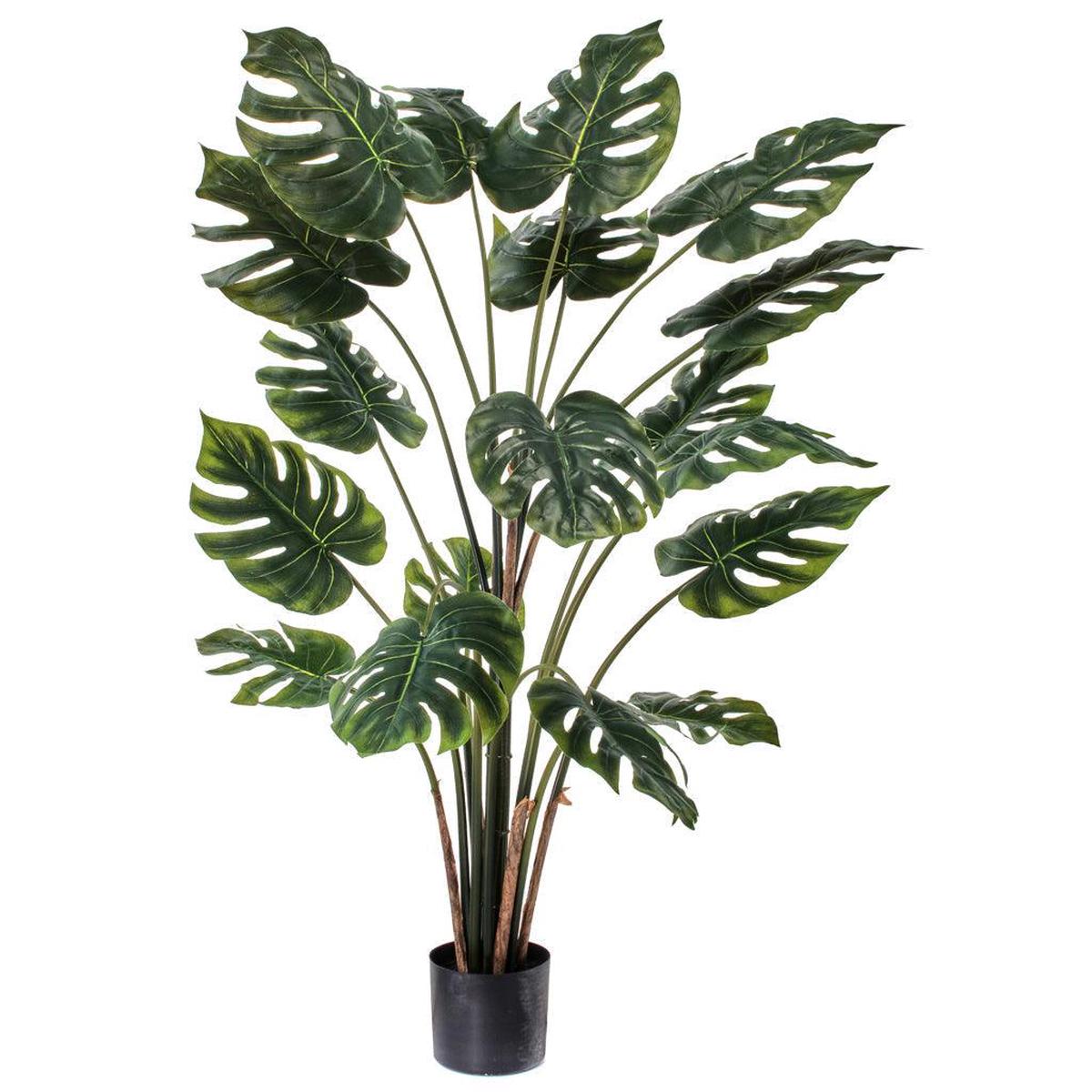 Philo Plant Everlasting 48"